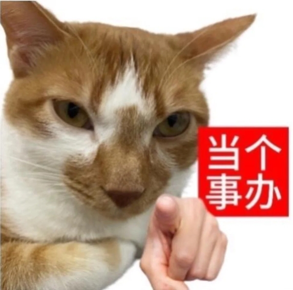 meme mèo hài 37