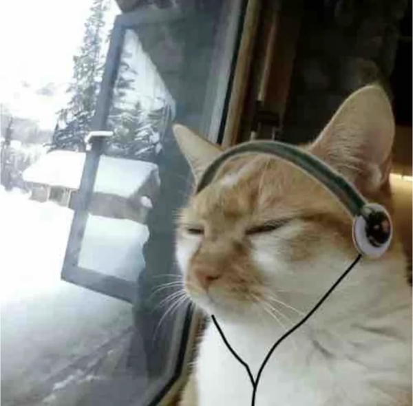 meme mèo khinh bỉ 29