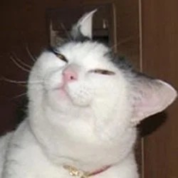 meme mèo khinh bỉ 4