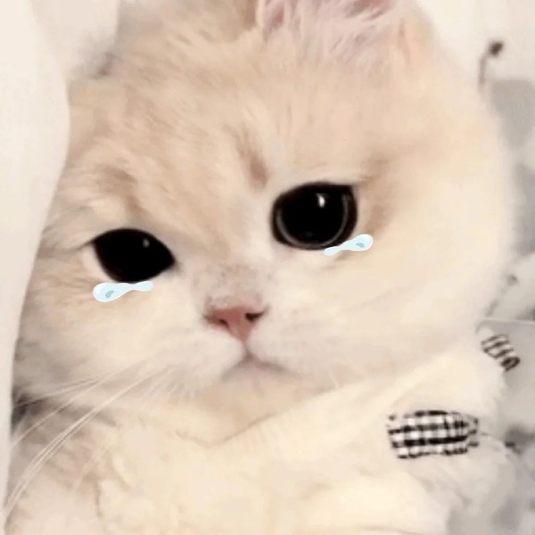 meme mèo khóc cute