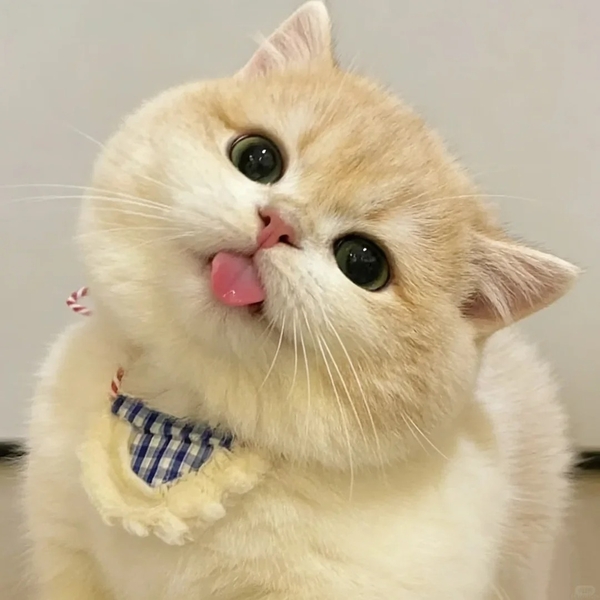 meme mèo lè lưỡi 19