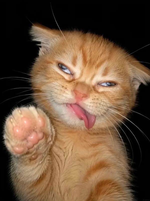 Tuyển chọn 199+ hình meme mèo lè lưỡi lầy lội gây sốt cộng đồng