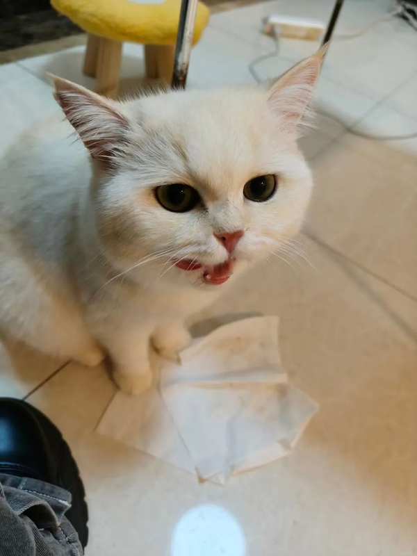 meme mèo lè lưỡi 26