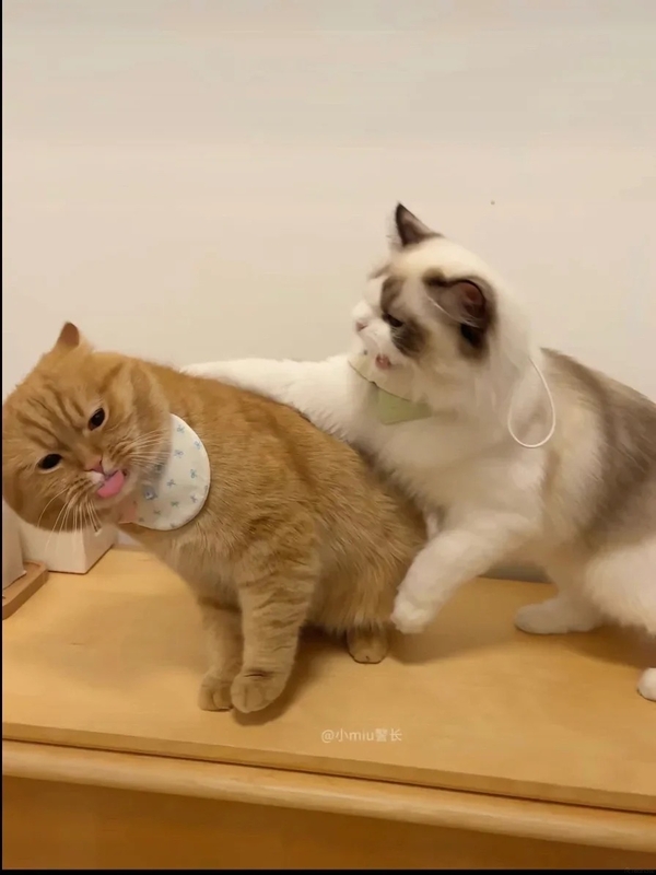 meme mèo lè lưỡi 30