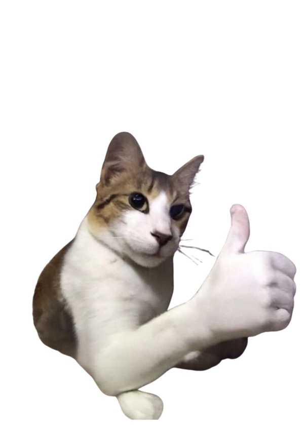 meme mèo like 12