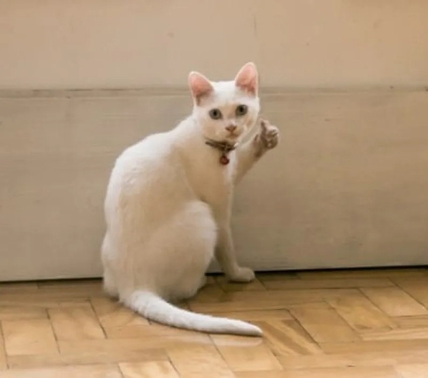 meme mèo like 19
