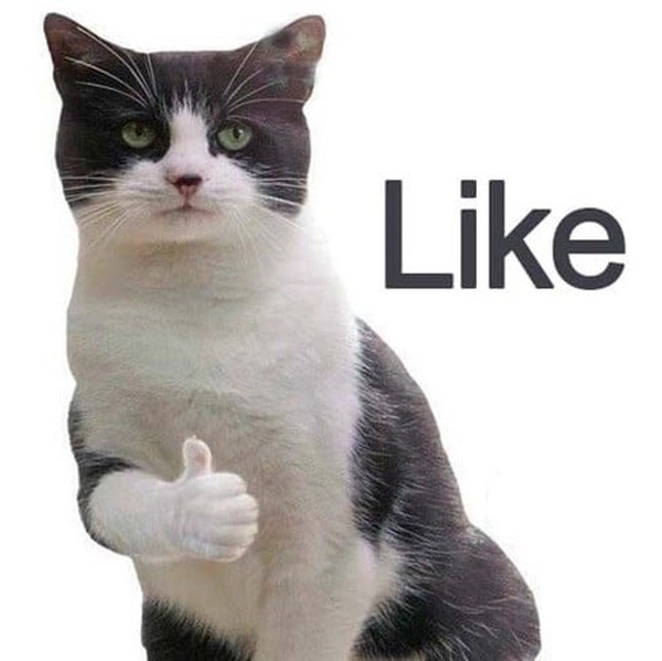 meme mèo like 2