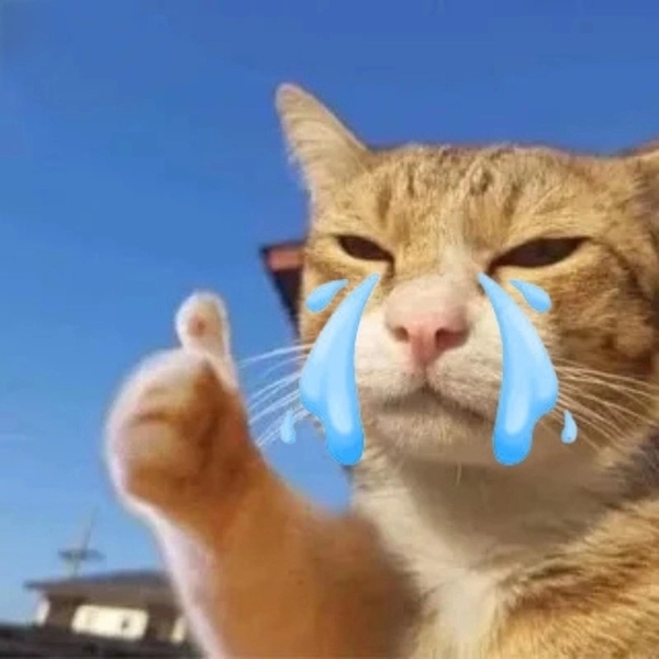 meme mèo like 21