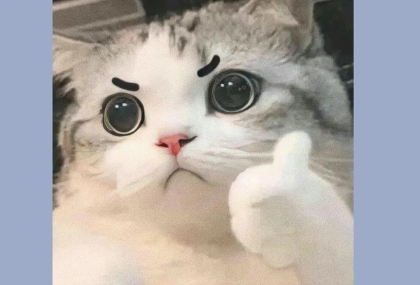 meme mèo like 23