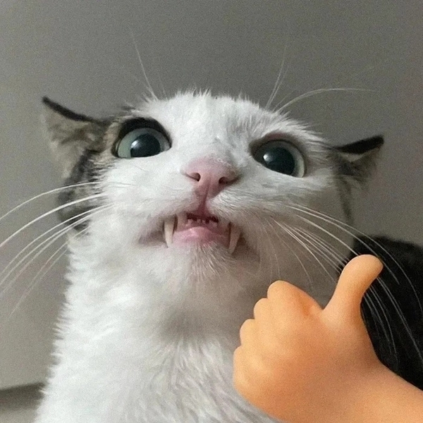 meme mèo like 4