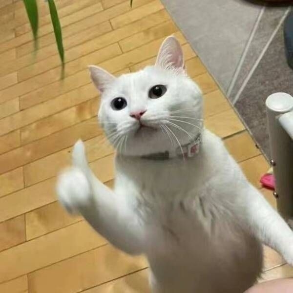 meme mèo like 6