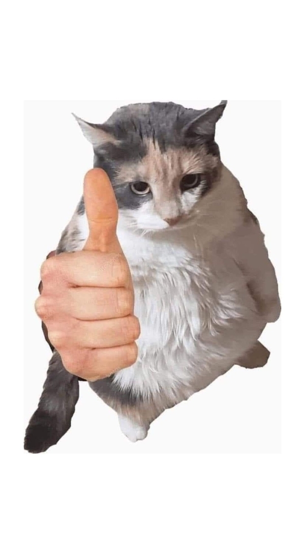 meme mèo like 7