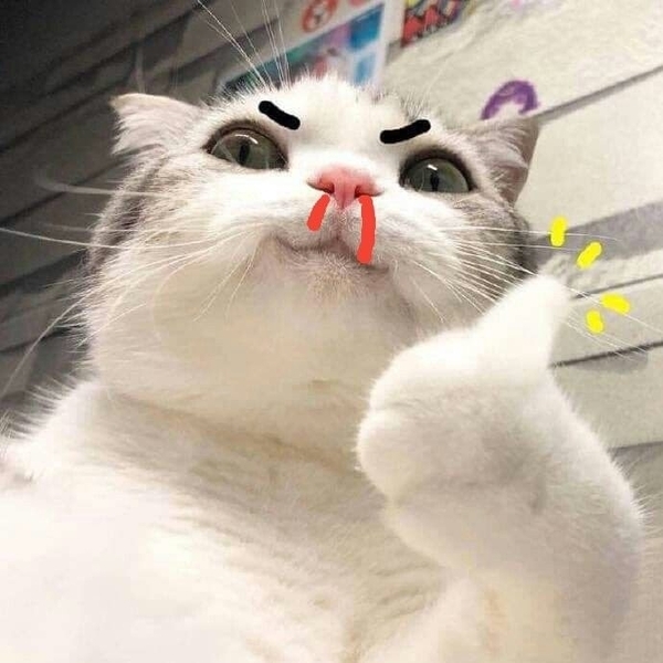 meme mèo like 9