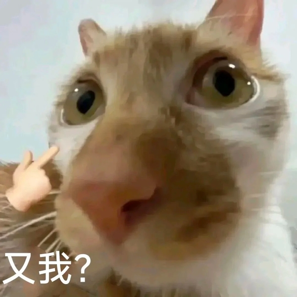 meme mèo nghi ngờ 23