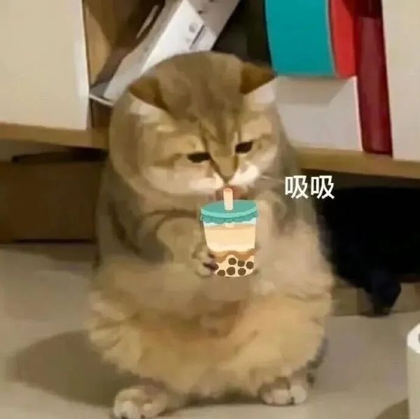 Xem nhanh 168+ meme mèo nghi ngờ hài hước nhìn phát biết có biến