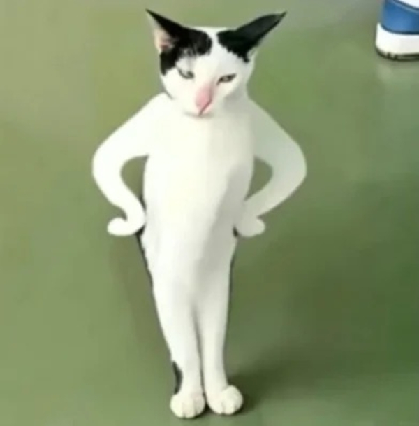 meme mèo nghi ngờ 25