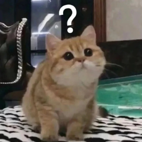 meme mèo nghi ngờ 27