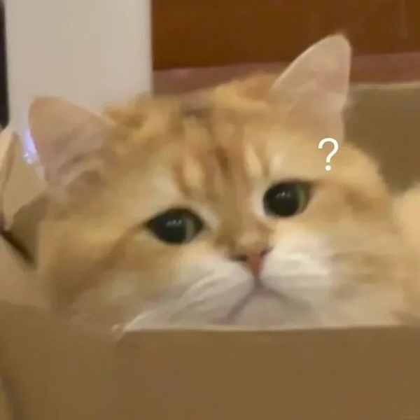 meme mèo nghi ngờ 28