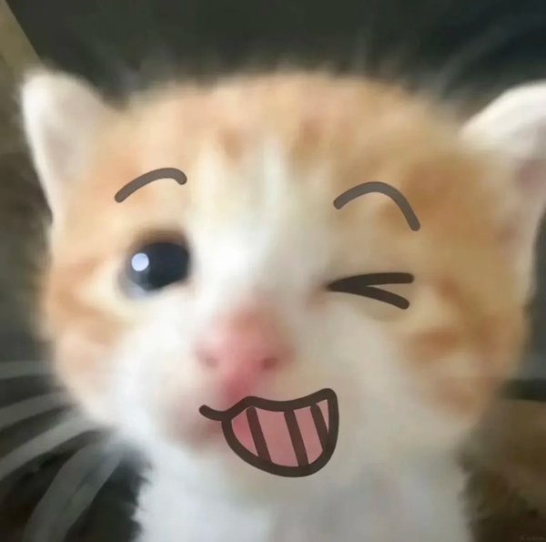 meme mèo nghi ngờ 6