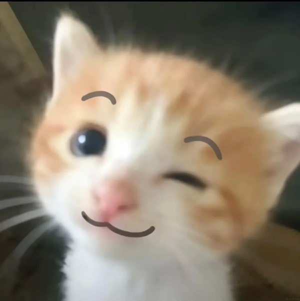meme mèo nghi ngờ 7