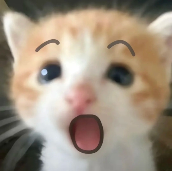 meme mèo nghi ngờ 9