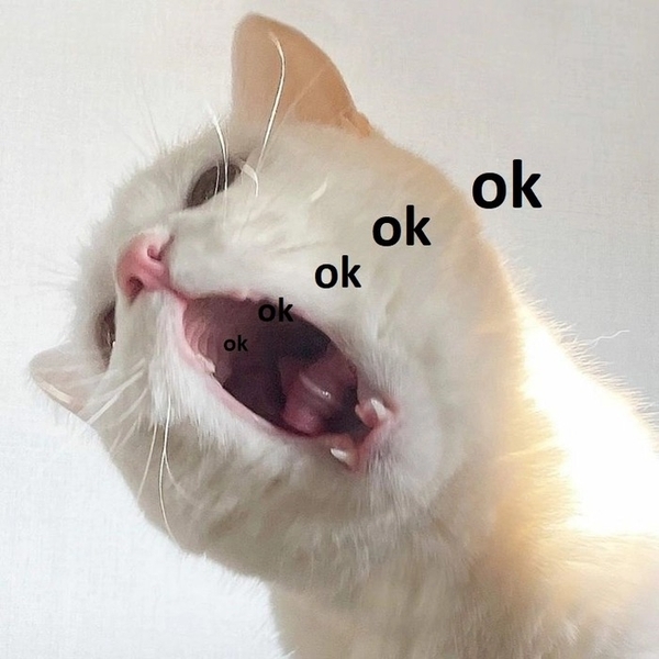 meme mèo ok 18
