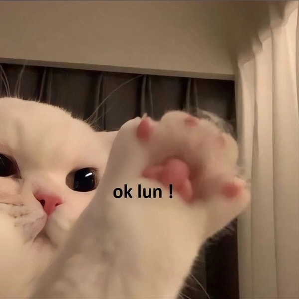 meme mèo ok 19