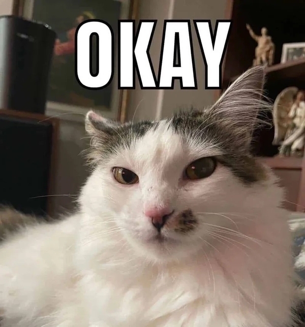 meme mèo ok 20