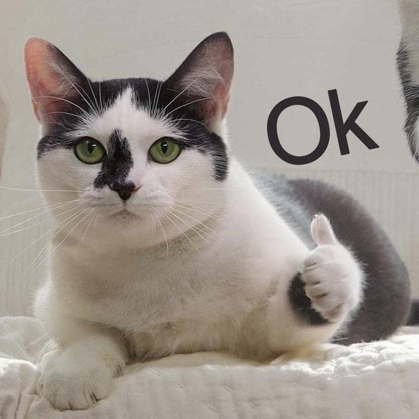 meme mèo ok 22