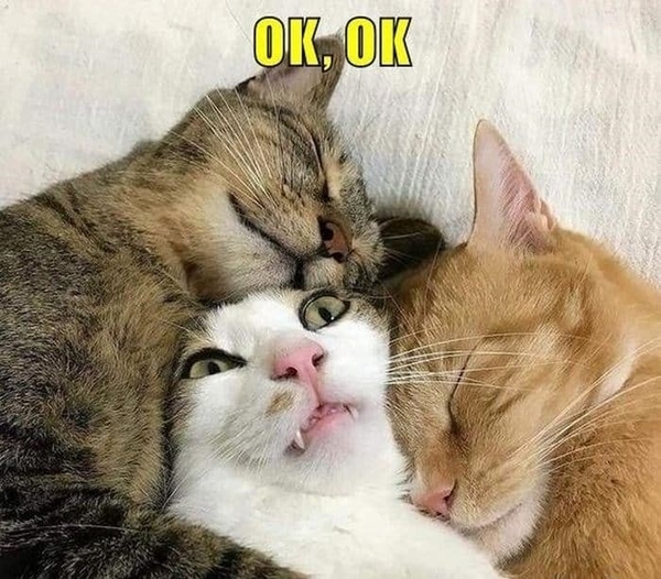 meme mèo ok 24