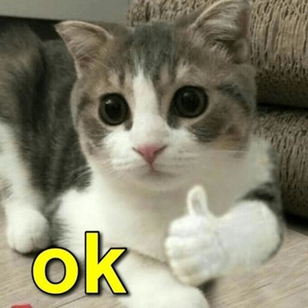 meme mèo ok 5