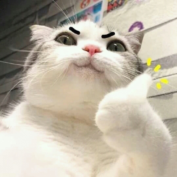 meme mèo ok 6