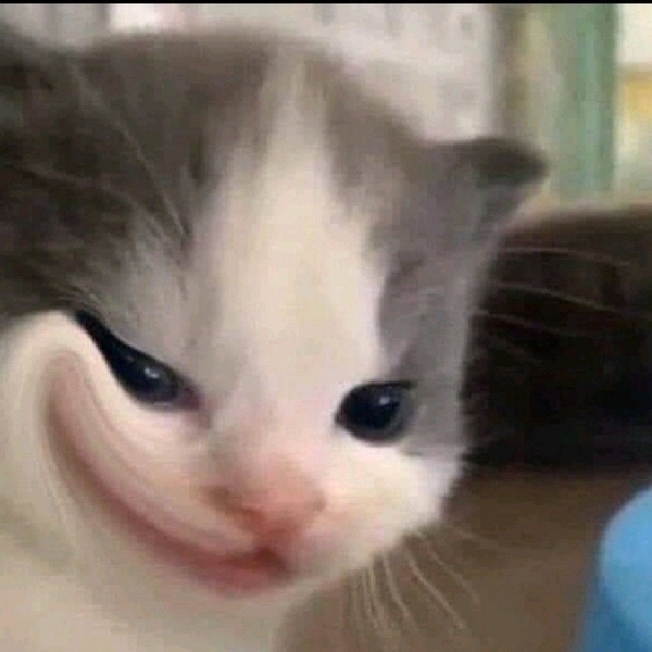 meme mèo ok 9