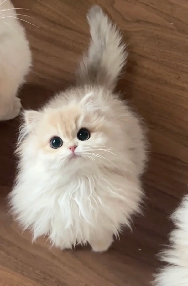 Sưu tầm 333+ meme mèo suy nghĩ cực hài hước và độc lạ