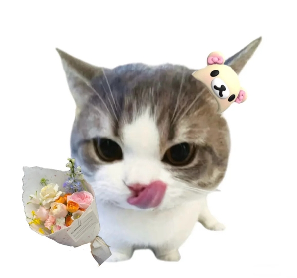meme mèo tặng hoa 1