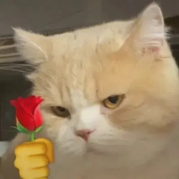 meme mèo tặng hoa 15