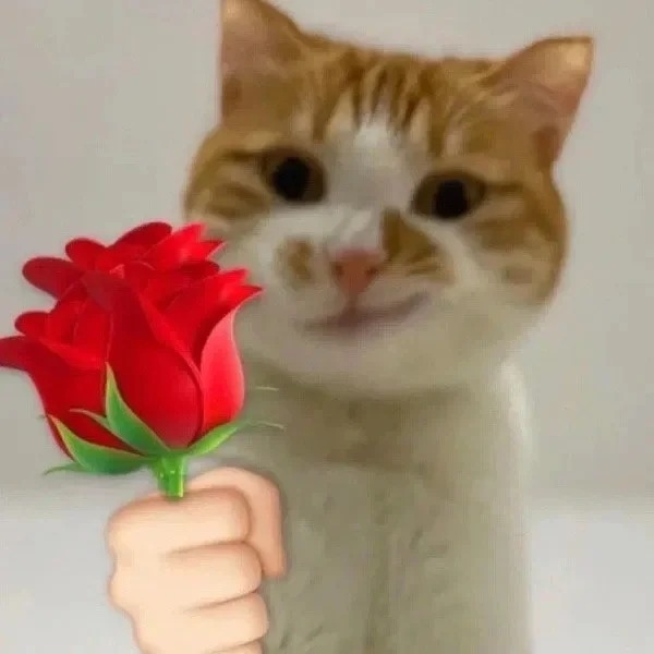 Khám phá 125+ meme mèo tặng hoa siêu đáng yêu làm tim tan chảy