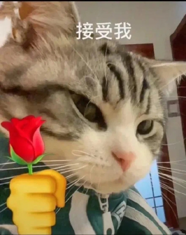 meme mèo tặng hoa 34