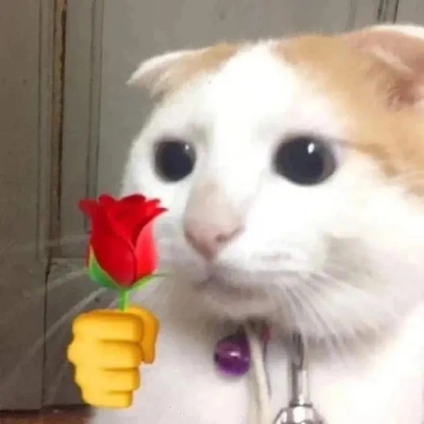 meme mèo tặng hoa 36