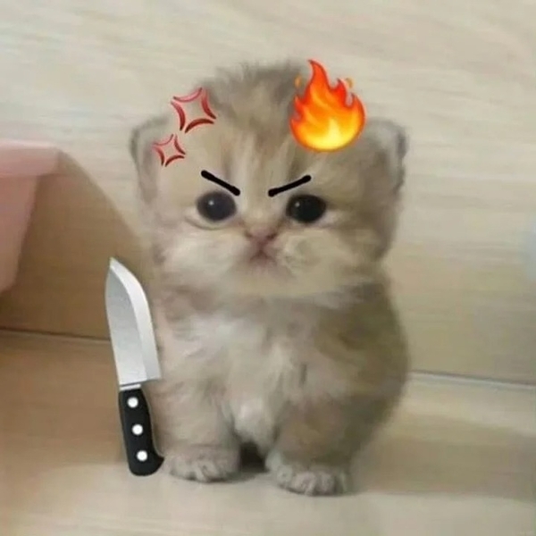 meme mèo tức giận 11