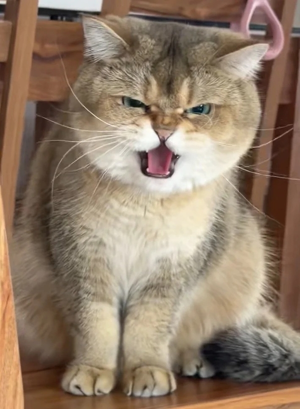 meme mèo tức giận 13