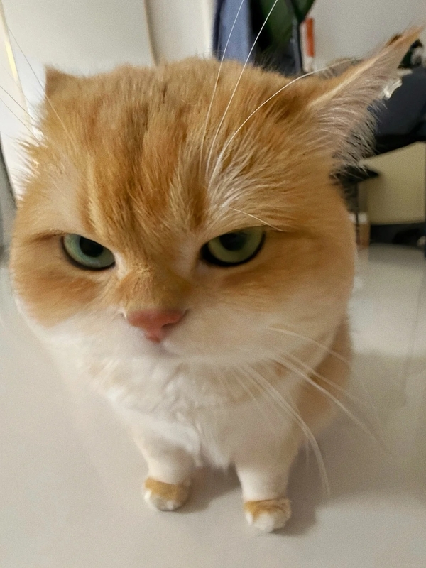 meme mèo tức giận 26