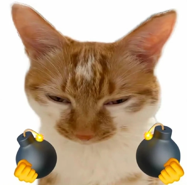 meme mèo tức giận 29