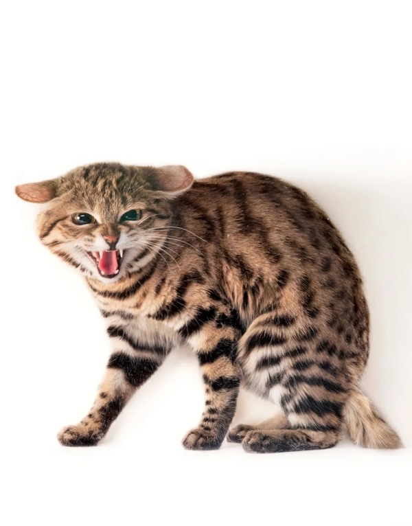 meme mèo tức giận 3