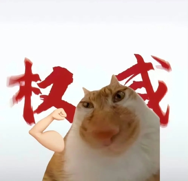 meme mèo tức giận 30
