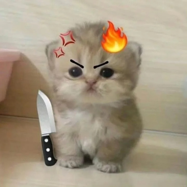 meme mèo tức giận 40
