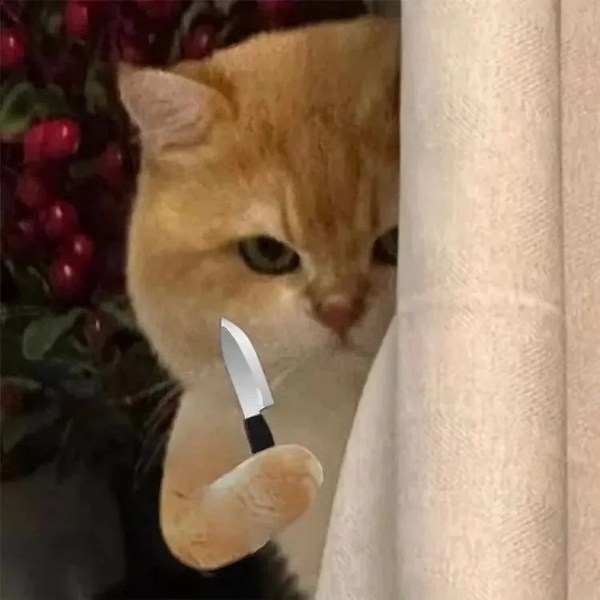 meme mèo tức giận 41