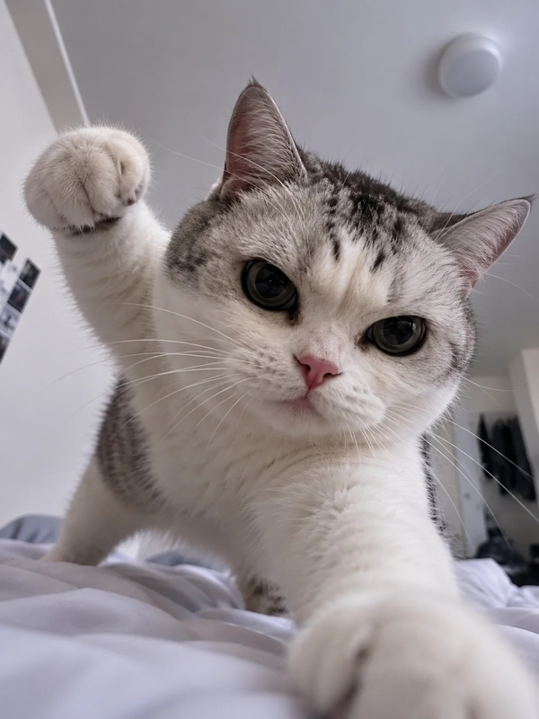 meme mèo tức giận 50