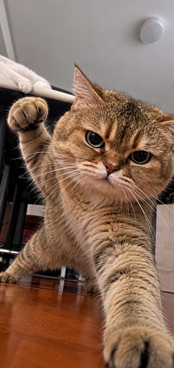 meme mèo tức giận 51