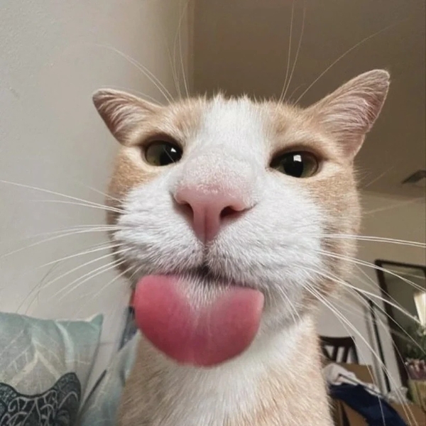 mèo lè lưỡi meme